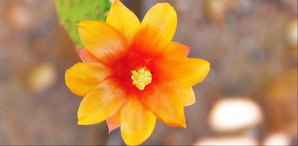 Flor 