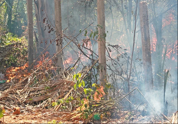 Morador é flagrado ateando fogo em vegetação no Paulo de Tarso