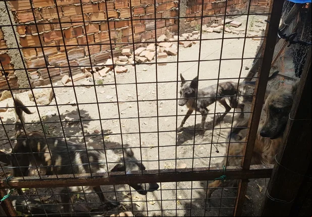 Idoso é preso acusado de maltratar animais em Teresina